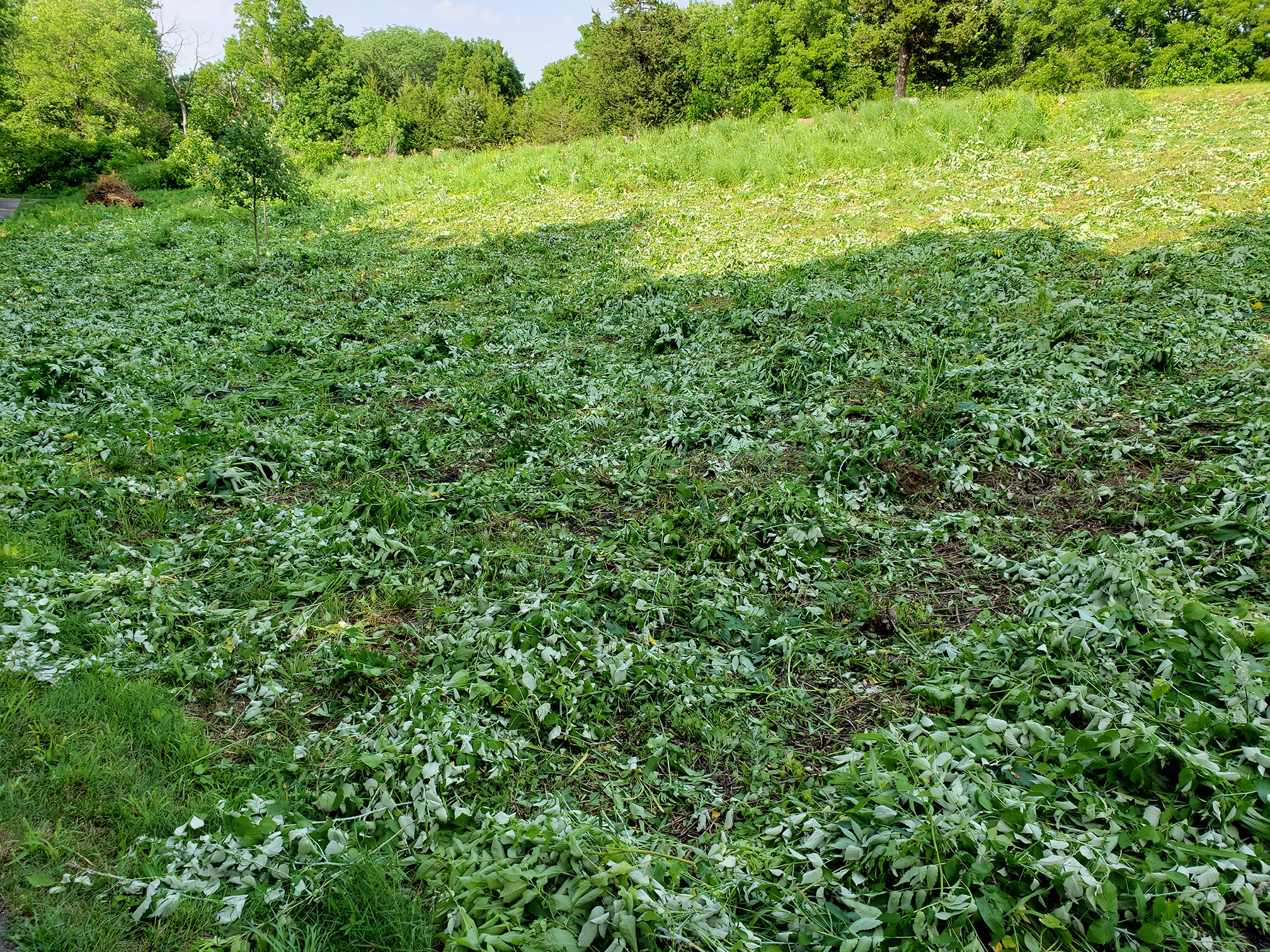 A sloping area of ground on which bushes have been cut down. The cut stems lie scattered across the ground, their fading leaves pale against the freshly growing grass.