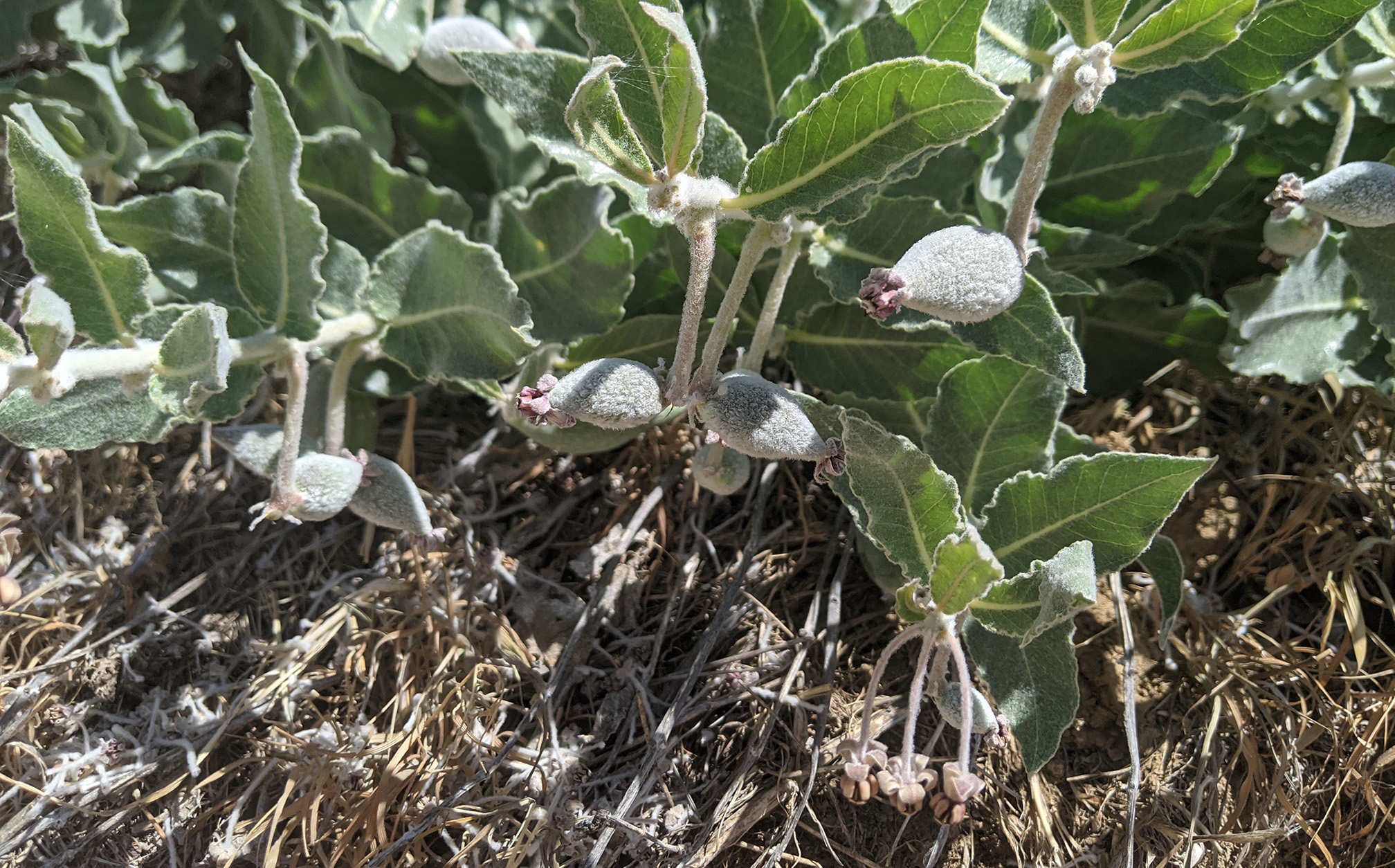 A close up photo of a group of California milkweed plants. The plants are short. The leaves are long with a wavy edge and pointed tip. They are gray-green in color and covered with pale downy hair. Fat seed pods the shape of a football are forming on the stems.
