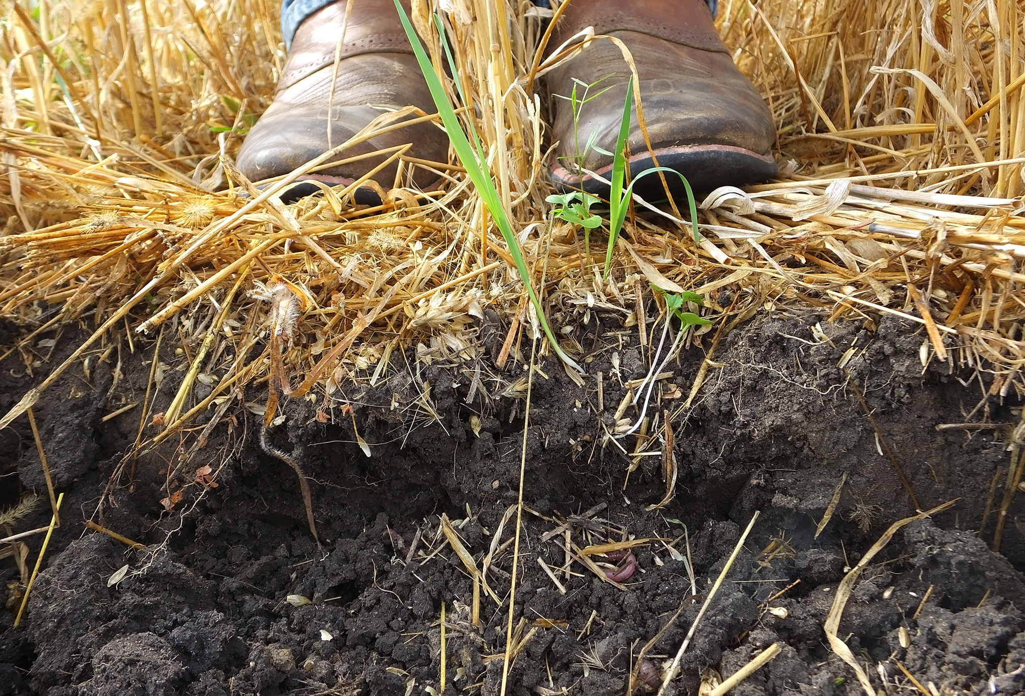 A photo that shows a cross section of soil on the side of a pit. The soil is dark brown and crumbling into lumps. The upper part of the photo shows the pale brown straw of the crop growing in the field, and the scuffed brown boots of a farmer.