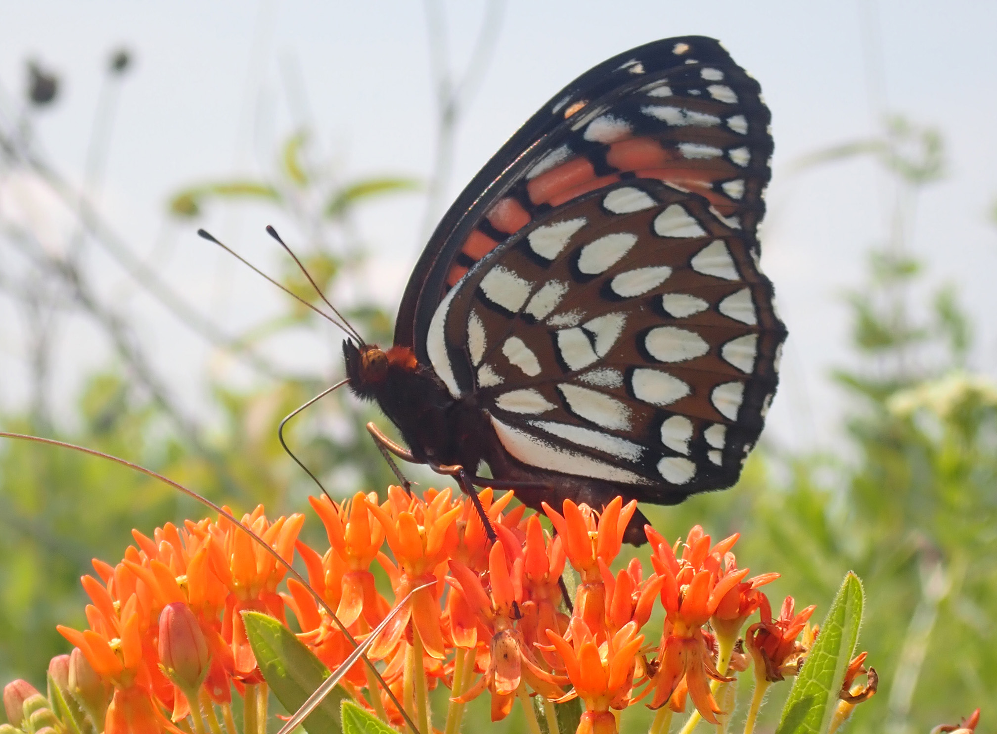 A butterfly rests on a flower with it’ wings held closed above its body. The wings are brown and covered with white patches. Some patches are triangular, some teardrop shaped, and others elongated. The flower is bright orange, and the butterfly has its tongue extended as it drinks nectar.