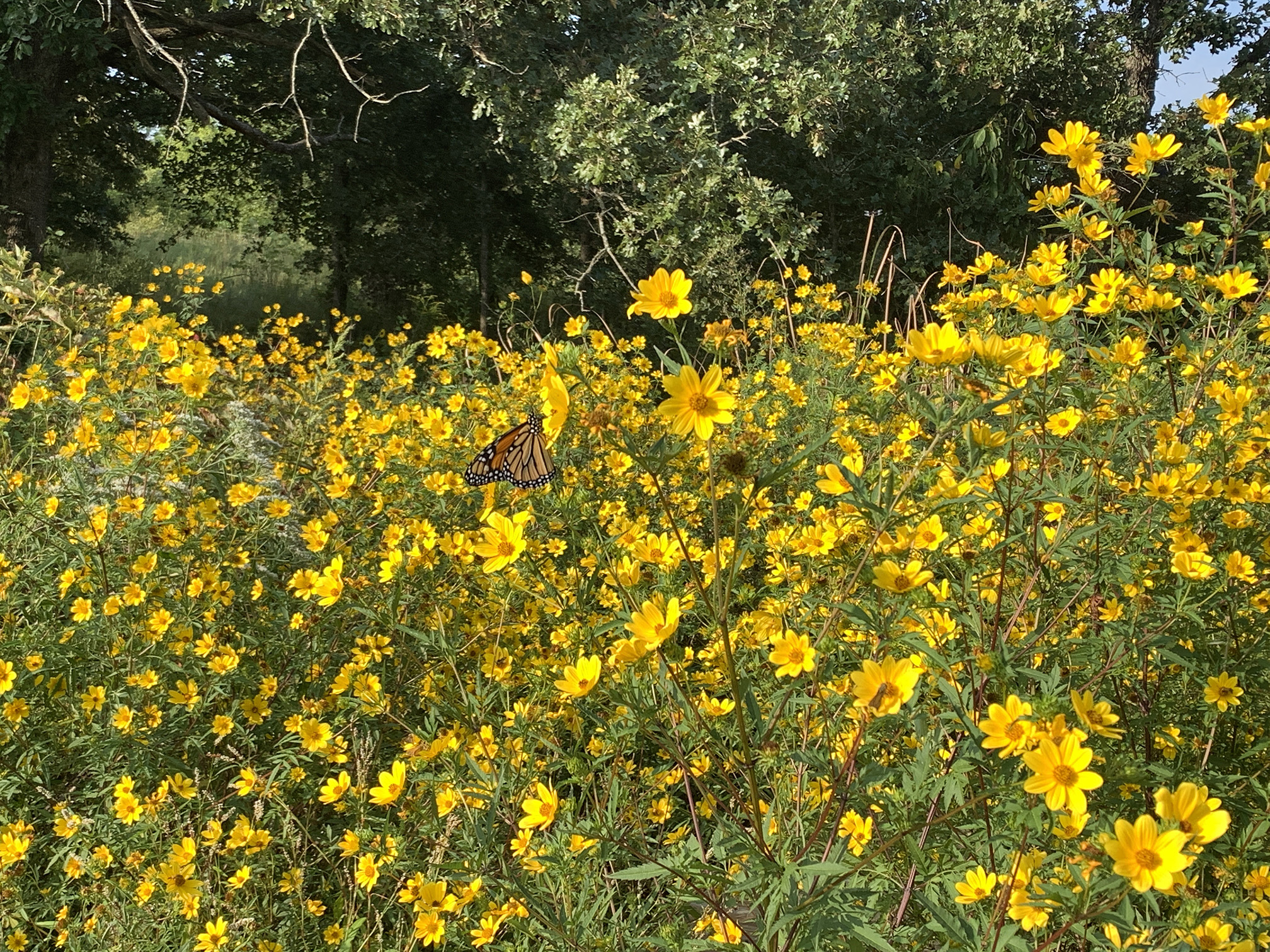 A large patch of yellow flowers growing in front of trees. The flowers are several feet tall, with green leaves, brown stems, and flowers that have bright yellow petals in a ring around a darker yellow center. An orange-and-black monarch butterfly hangs from one of the flower to drink nectar.