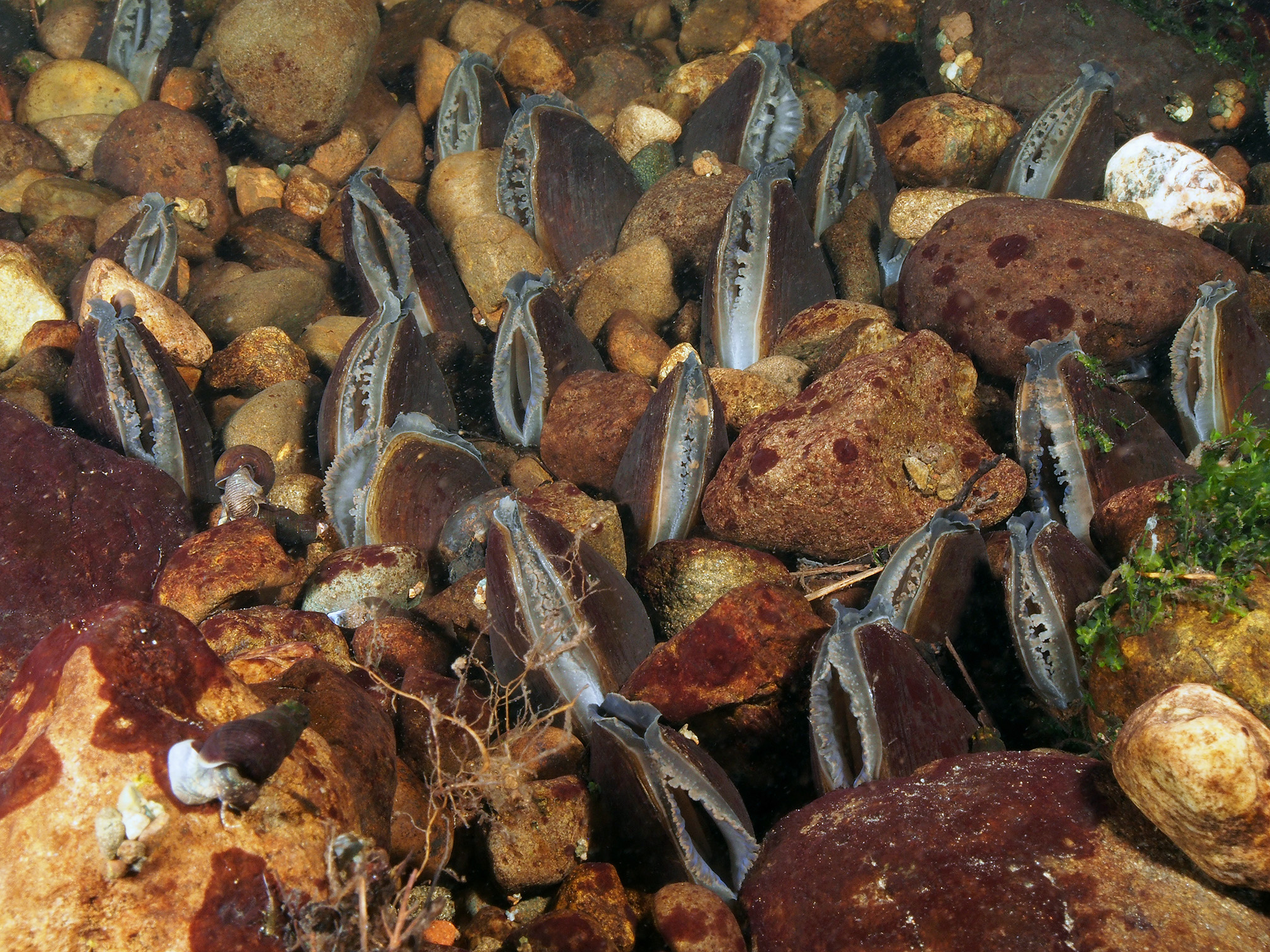 An underwater photo showing the bottom of a river. The river bottom is made of rounded rocks, some large, some small that are pale brown, dark brown, and reddish. Between the rocks are freshwater mussels, standing upright. The mussels are oval shaped and very dark brown. The two halves of their shells are slightly open, showing the paler, soft flesh of the animal. The mussels have two openings, through which water is taken in and then expelled.