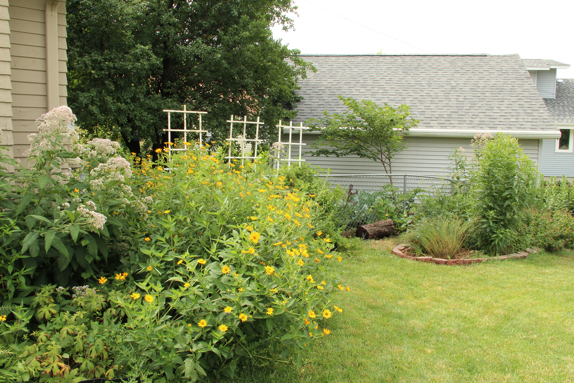 A view of a garden on a summer day. On the left is a flower border growing against the side of the house. It is full of tall yellow and white flowers. Beyond the flowers is the garden fence. Close to the bottom of the fence is a large log, and to the right is another, smaller flower border. Between the borders is a grass lawn.