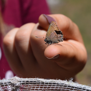 A small butterfly with brown, orange, and maroon streaked markings is held aloft on a person's finger. The hand has purple nail polish. The edge of a white net is shown along the bottom of the frame.