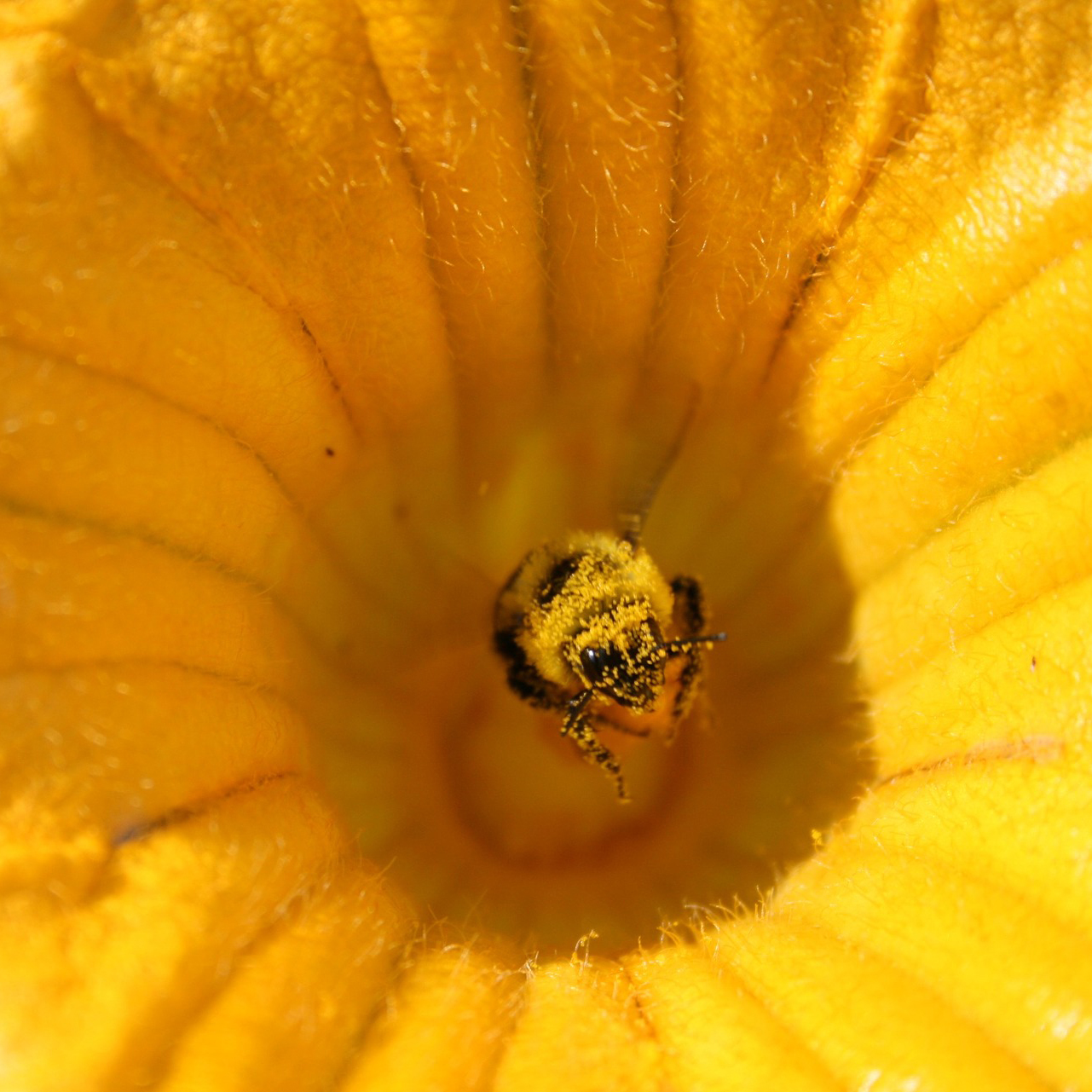 A small bee, covered in yellow grains of pollen, sits atop a stamen in the center of a bright yellow bloom.