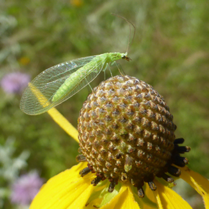 A bright green insect with translucent wings perches atop a yellow flower with a large, spherical center.