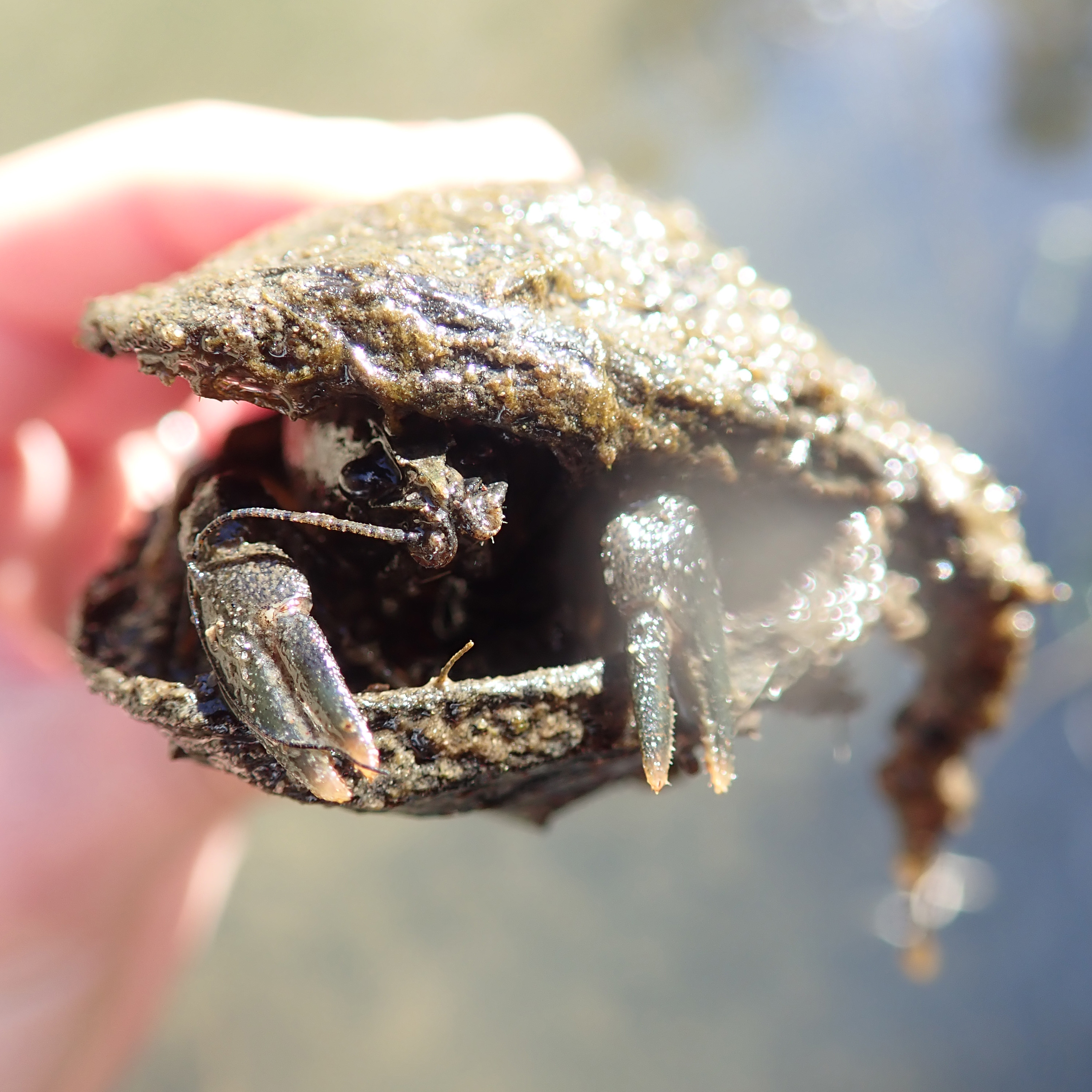 A shell with a lot of texture, being held aloft in someone's hand, has a crayfish's face and claws poking out!