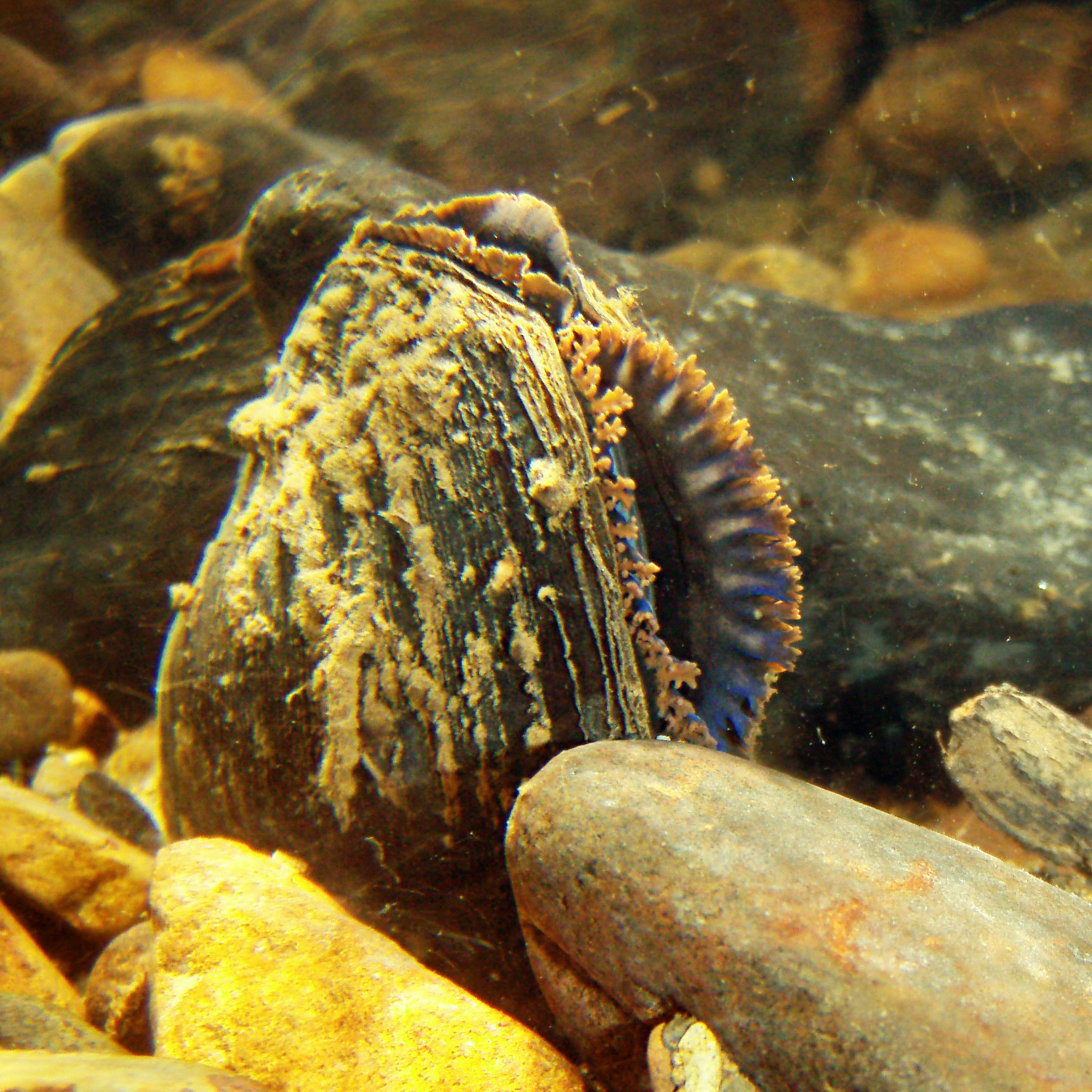 An underwater closeup of a mussel that has its shell partially opened to feed, exposing blue and orange fringe around the opening.