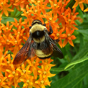 A fuzzy bumble bee with clearly defined yellow and black stripes and dark wings clings to the bright orange blossoms of butterfly milkweed.