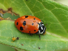 Ecological Pest Management