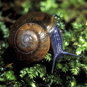 A snail crawls over green, tufted moss.
