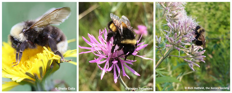 Some of the target species for Wildlife Preservation Canada’s citizen science survey program – gypsy cuckoo (left), yellow-banded (center), and rusty-patched (right) bumble bees.