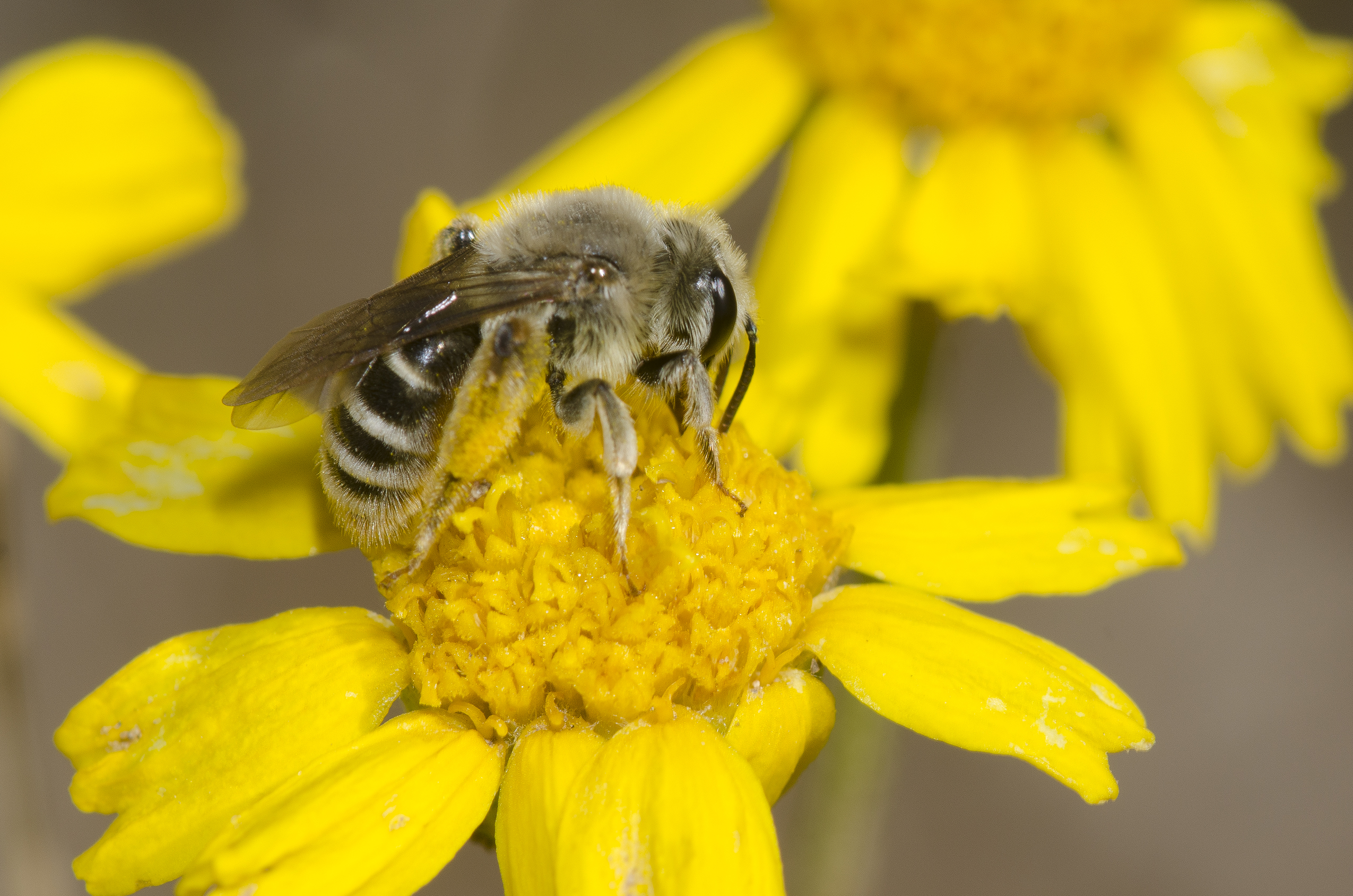 Mining bee drinks nectar from yellow flower