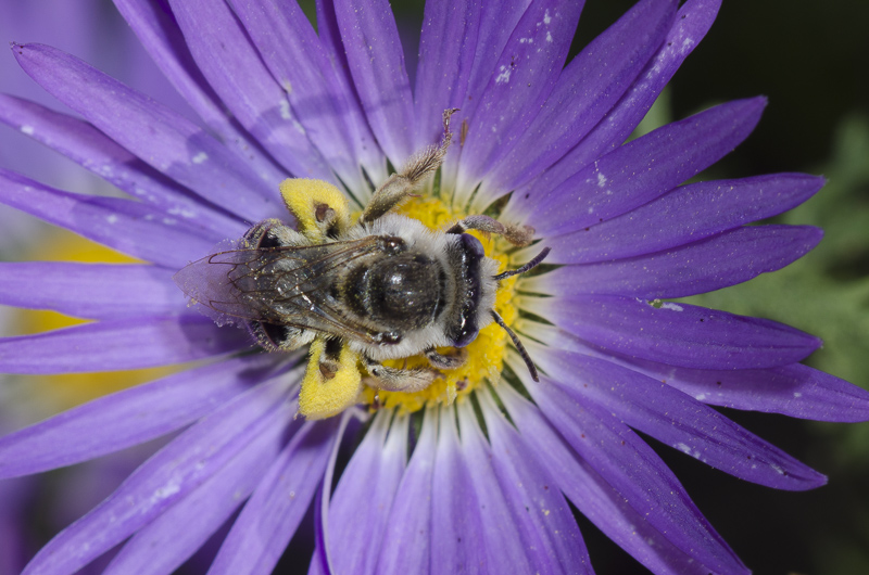 bee