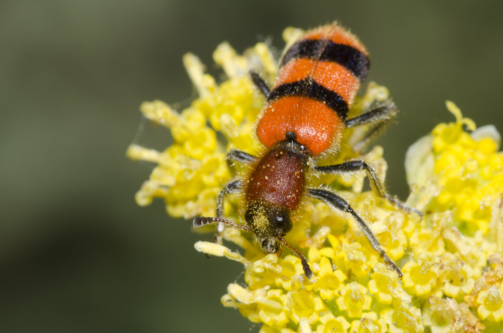 An orange-and-black striped checkered beetle foraging on yellow flowers