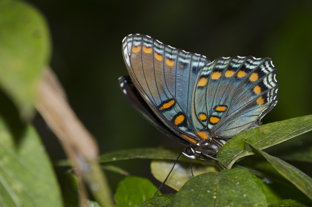 A butterfly that is predominantly blue, but with some orange and black details, perches on a leaf with its wings closed.