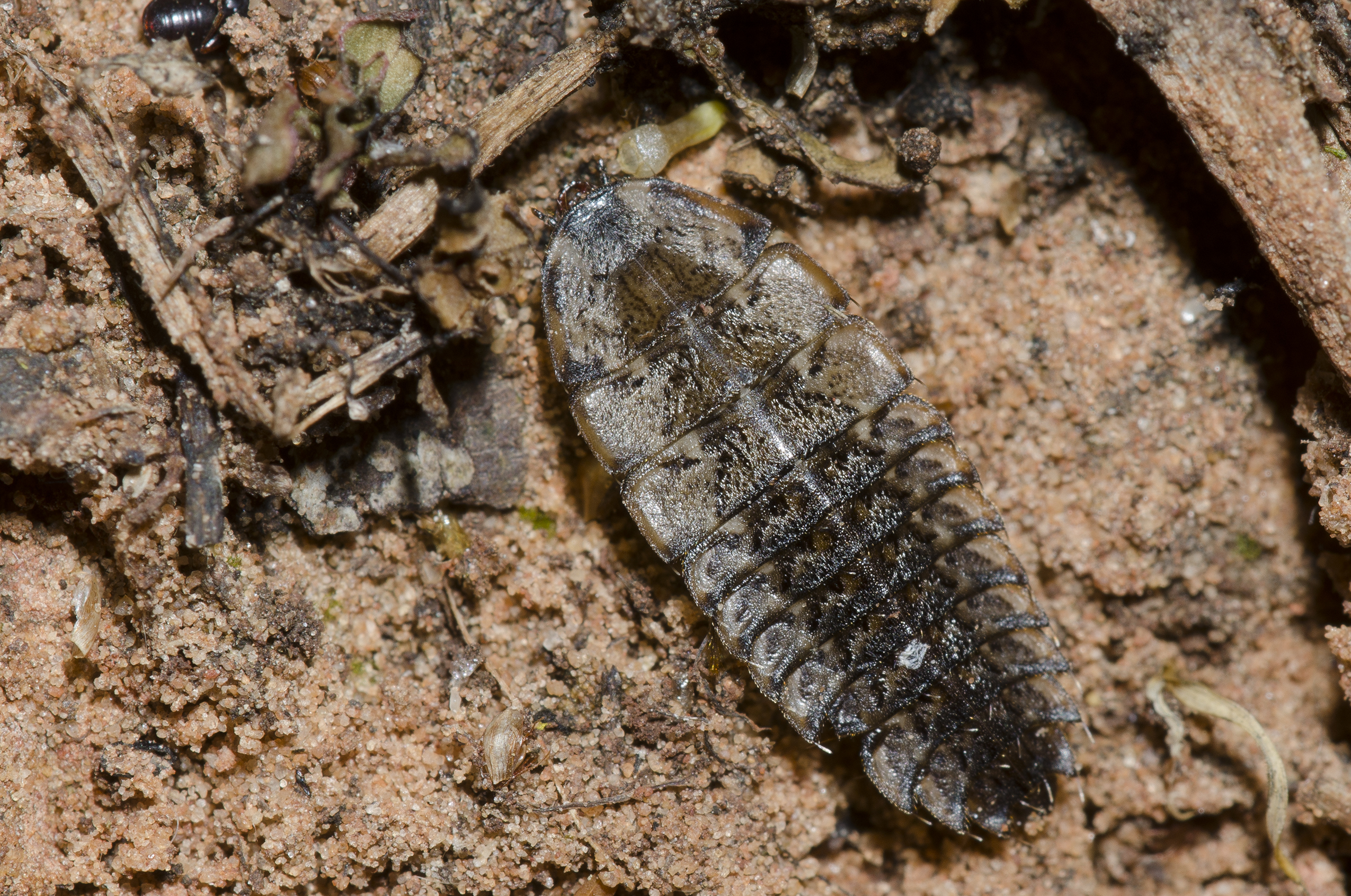 Larva of a firefly.
