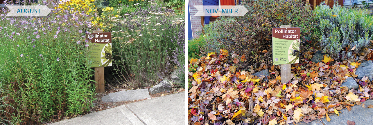 This graphic show two scenes from the same garden in different seasons. During summer, the yard of full of flowers. In winter, the bloom has gone but there are fallen leaves and uncut stems to provide shelter for insects