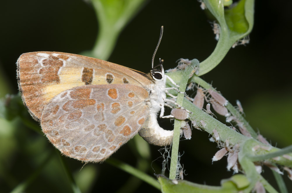 A female harvester butterfly ovipositing by an aphid colony. Her body is arced so that the back end of her body is touching the pale green vine she is perched on. There are many gray aphids on the vine near her.
