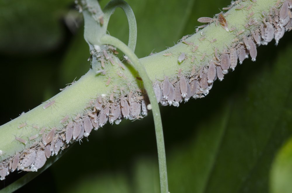 On the underside of a pale, green stem, there are many gray insects.