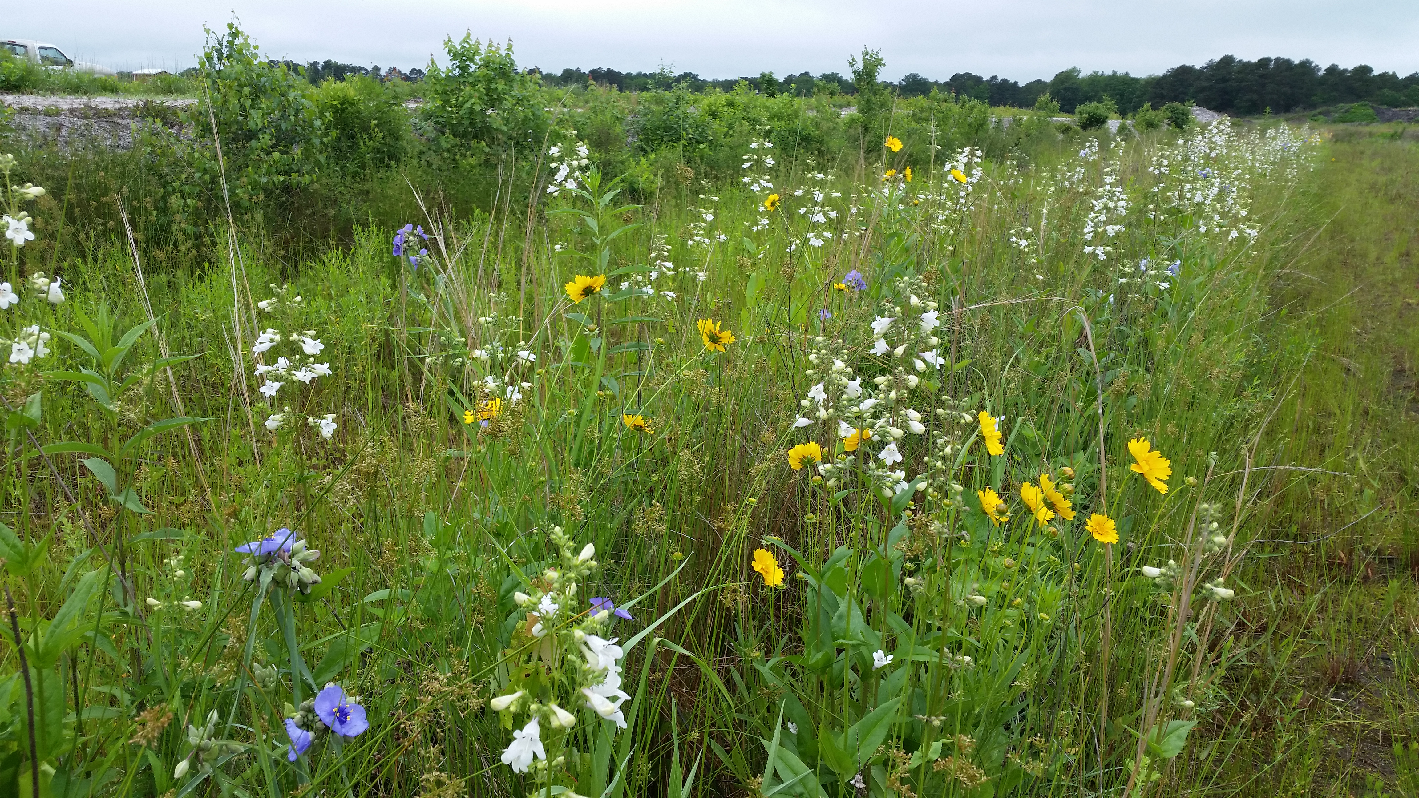 Pollinator meadow strip along cranberry fields. 