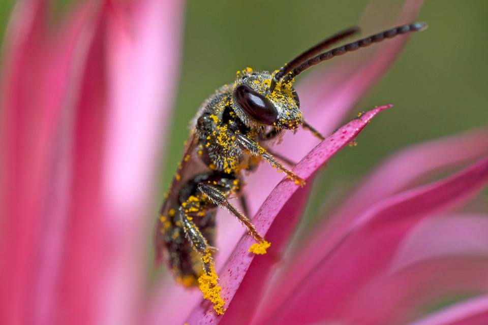 A pollen-covered insect rests on the petal of a bright-pink flower.
