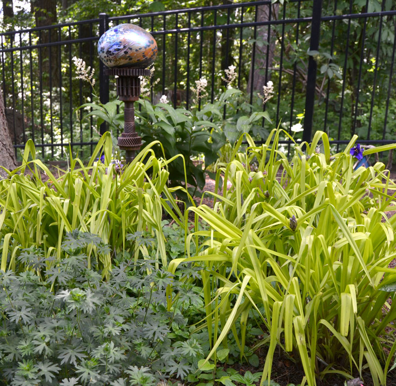 shady backyard garden