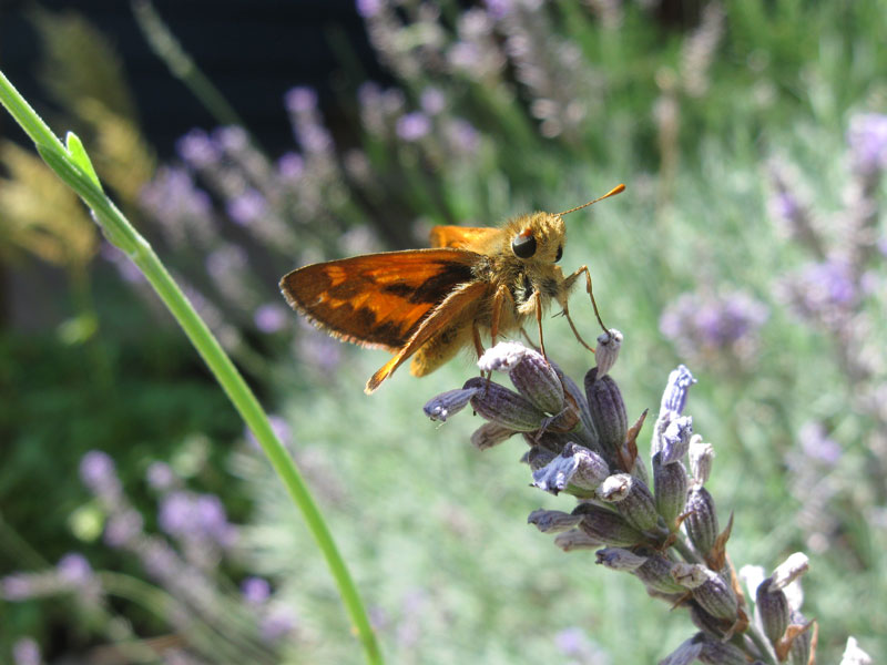 woodland skipper