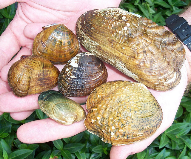 Endangered freshwater mussels in the Clinch and Powell River Watersheds in Virginia