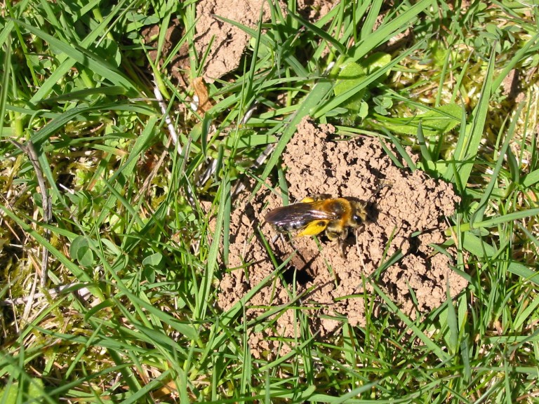 andrena bee