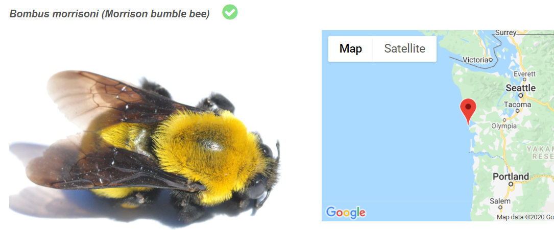 A graphic that shows a yellow and black bumble bee on the left and a map of western Washington state on the right, with the point where the bumble bee was observed marked.