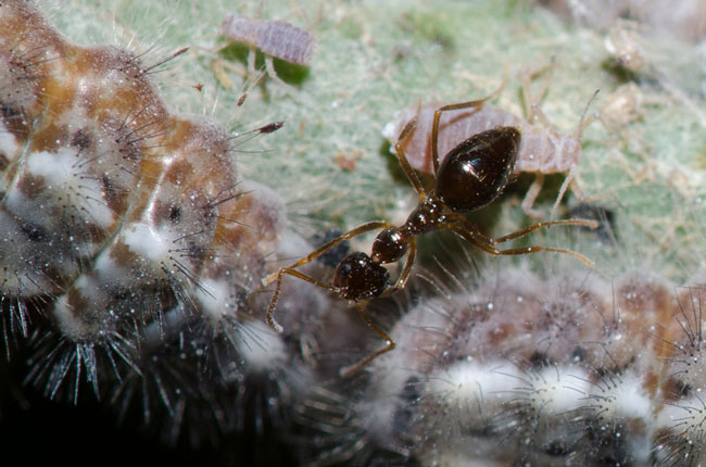 ant