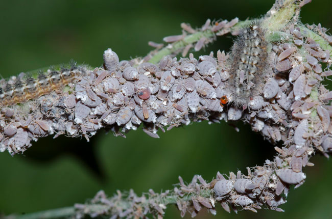 larvae