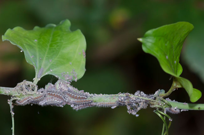harvester larvae