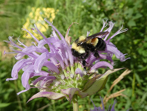 A rusty patched bumble bee on wild bergamot. Though only one rusty patched was found during the July 9th survey, the rarity of the species makes it an especially exciting find. Photo: The Xerces Society/Sarah Foltz Jordan