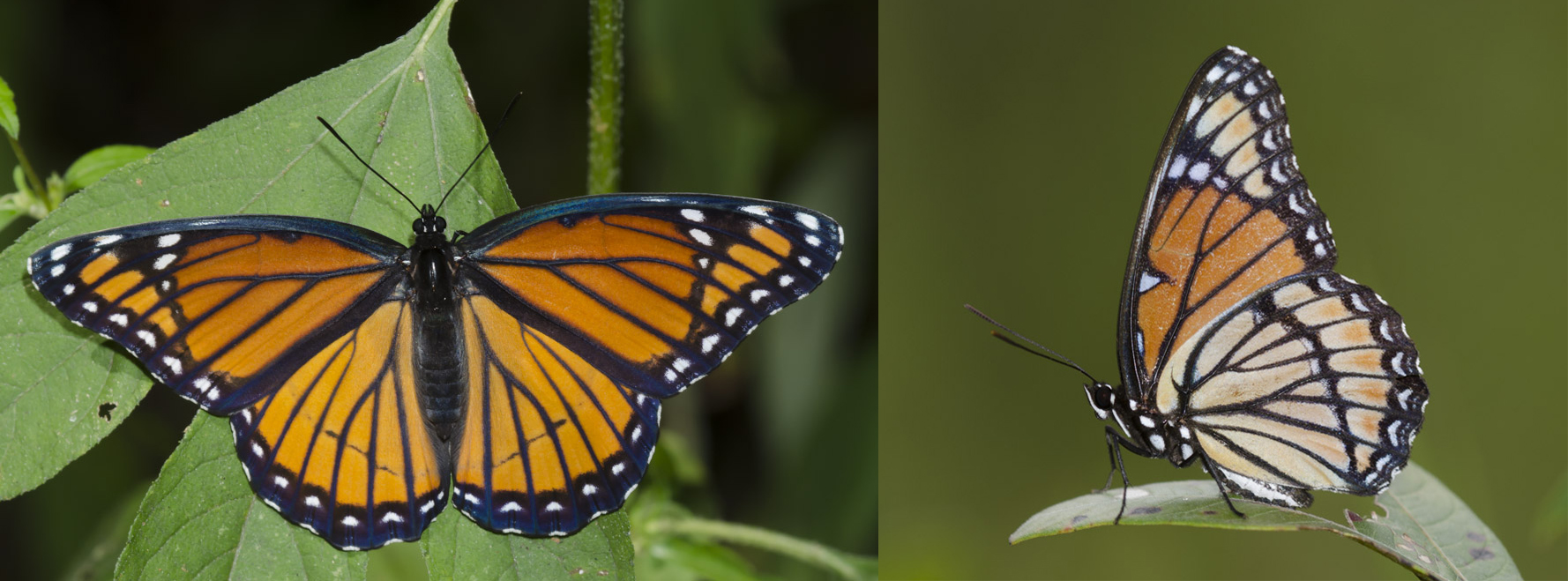 Both the dorsal and ventral view of a viceroy butterfly are shown. They closely resemble the orange and black monarch, but have one stripe across the bottom of their wings that monarchs do not.
