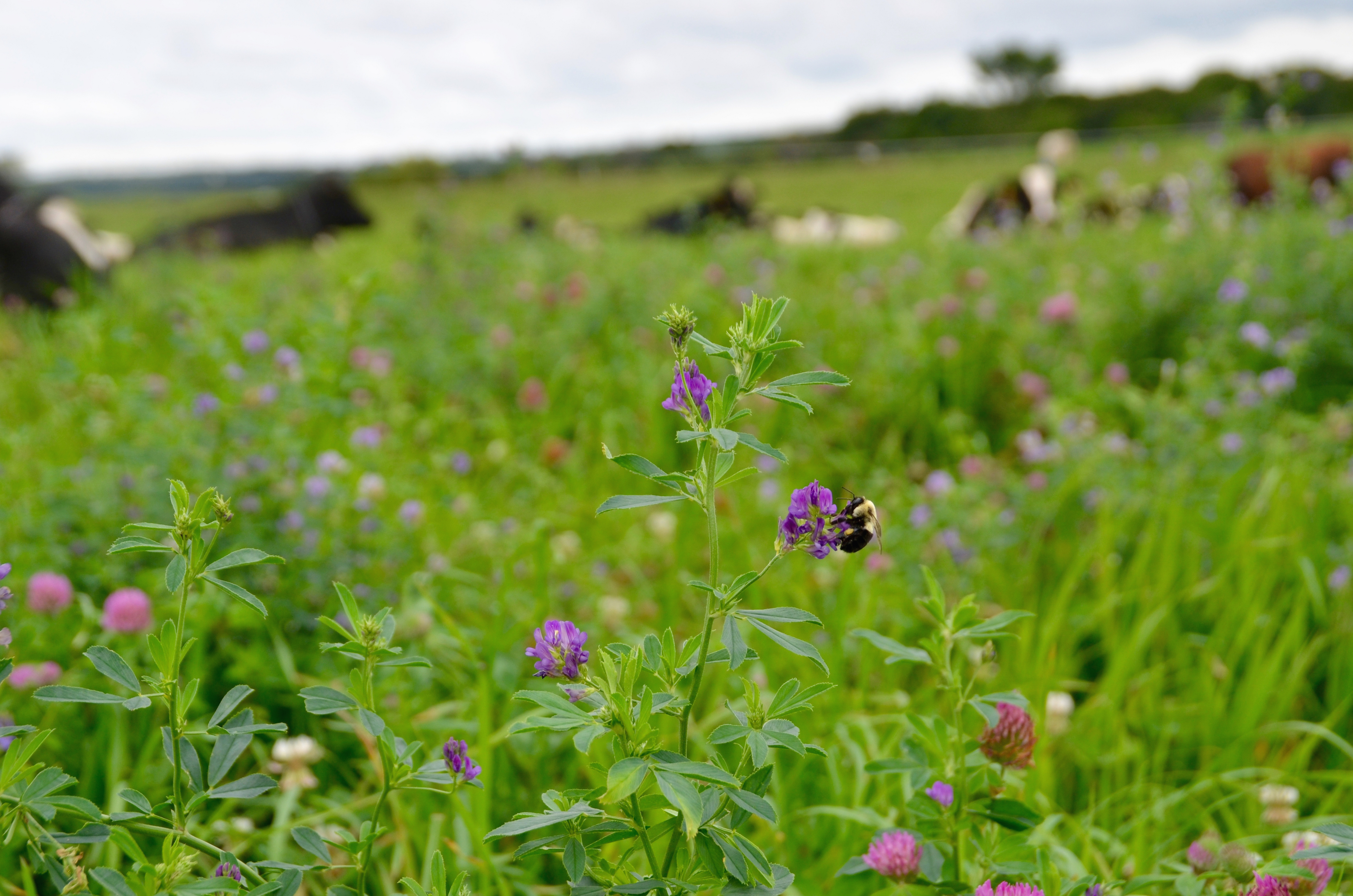 A dark-colored bumble bee holds tightly to a purple flower in a field. There are blurred-out cows in the background of this image, which has a shallow depth-of-field.