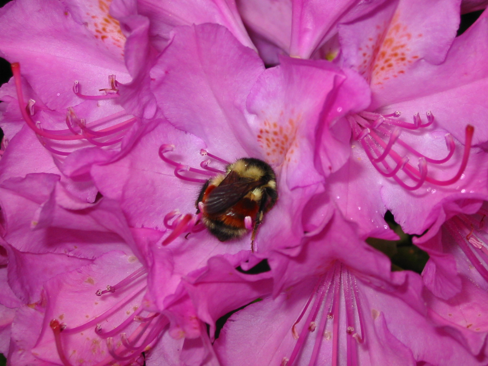 A fuzzy bumble bee is snuggled tight in a a pink rhododendron flower.