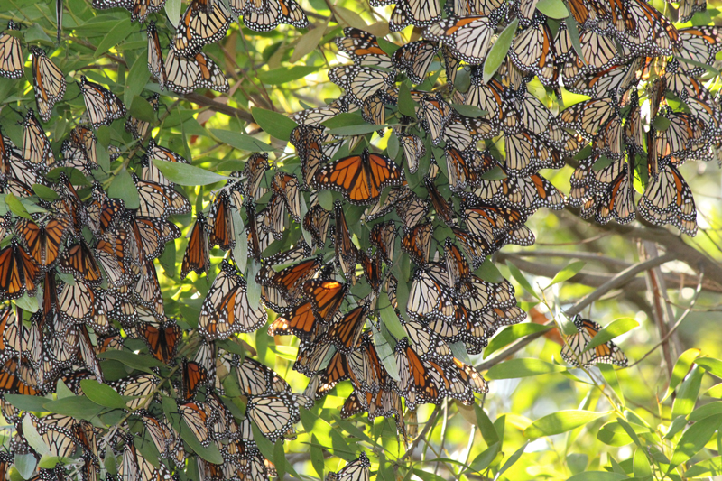 Monarch clusters can be beautiful to behold. Photo: The Xerces Society / Candace Fallon
