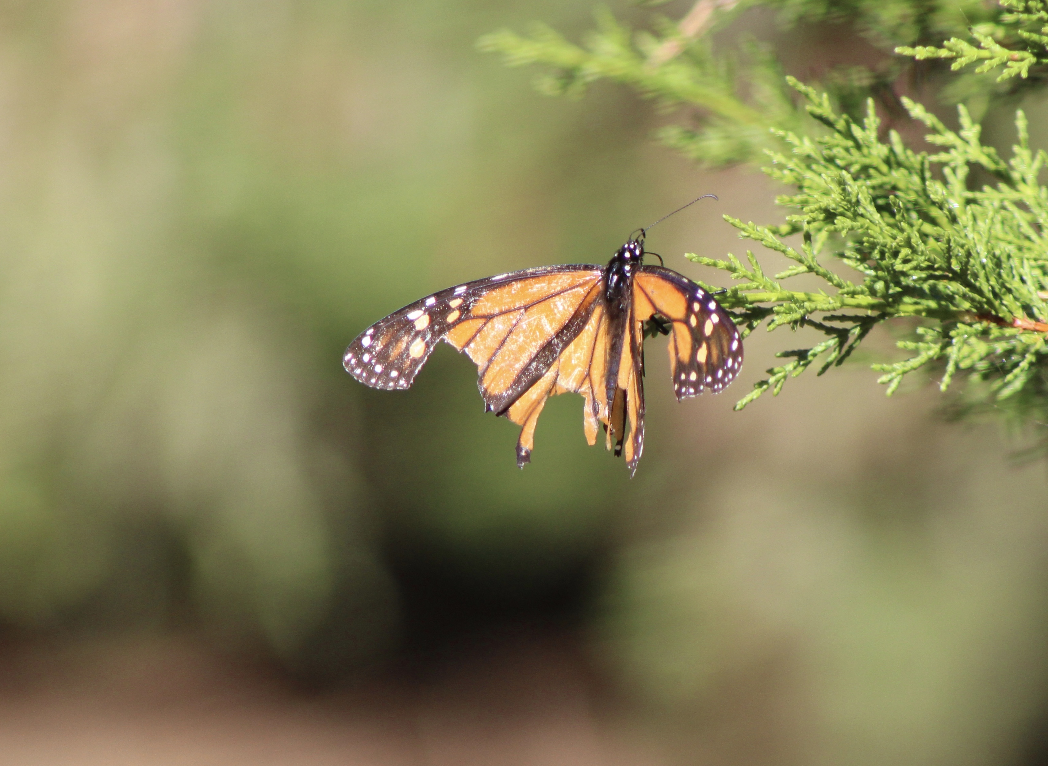 A monarch with large pieces missing from both wings perches on an evergreen branch.