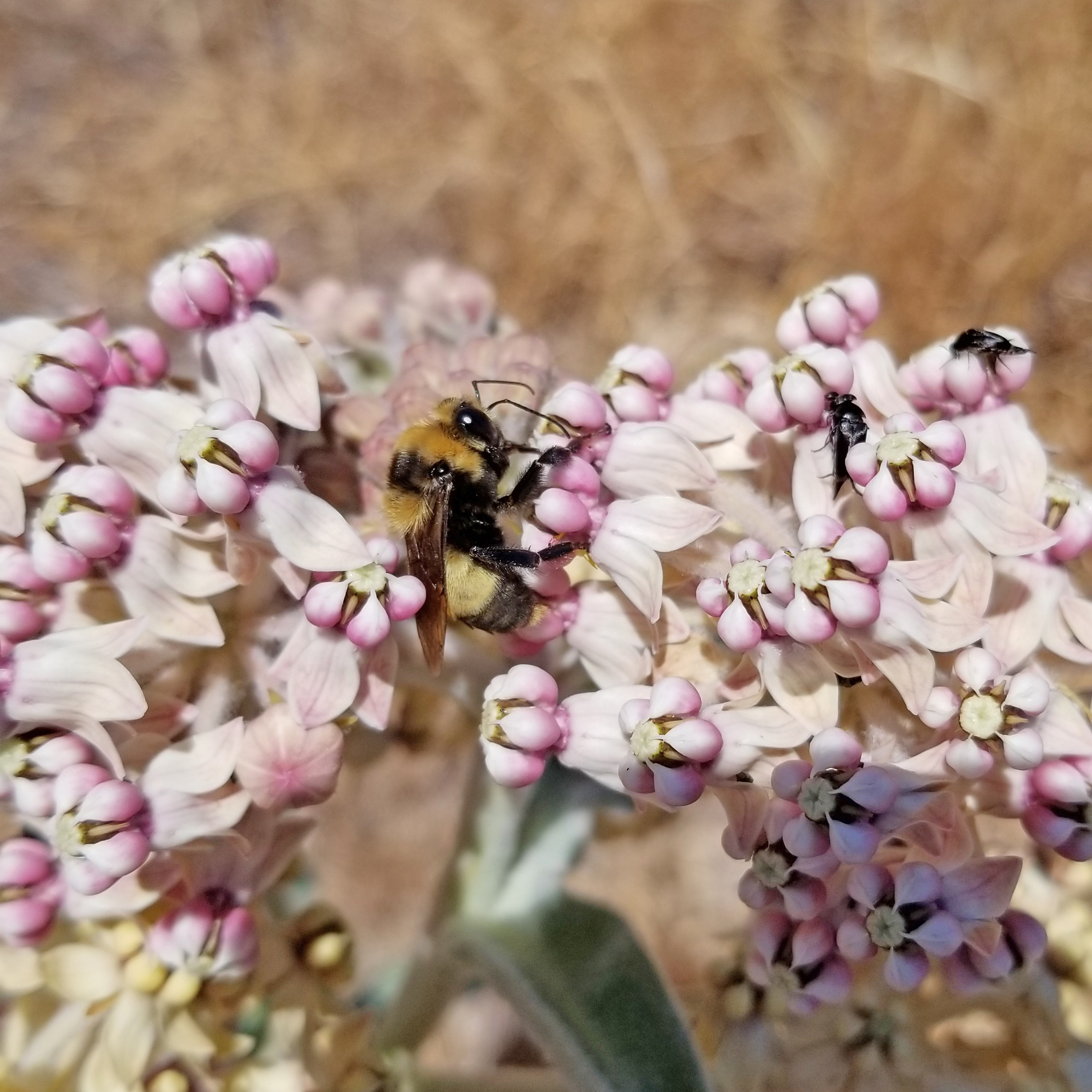 Crotch's bumble bee drinking nectar from milkweed flowers