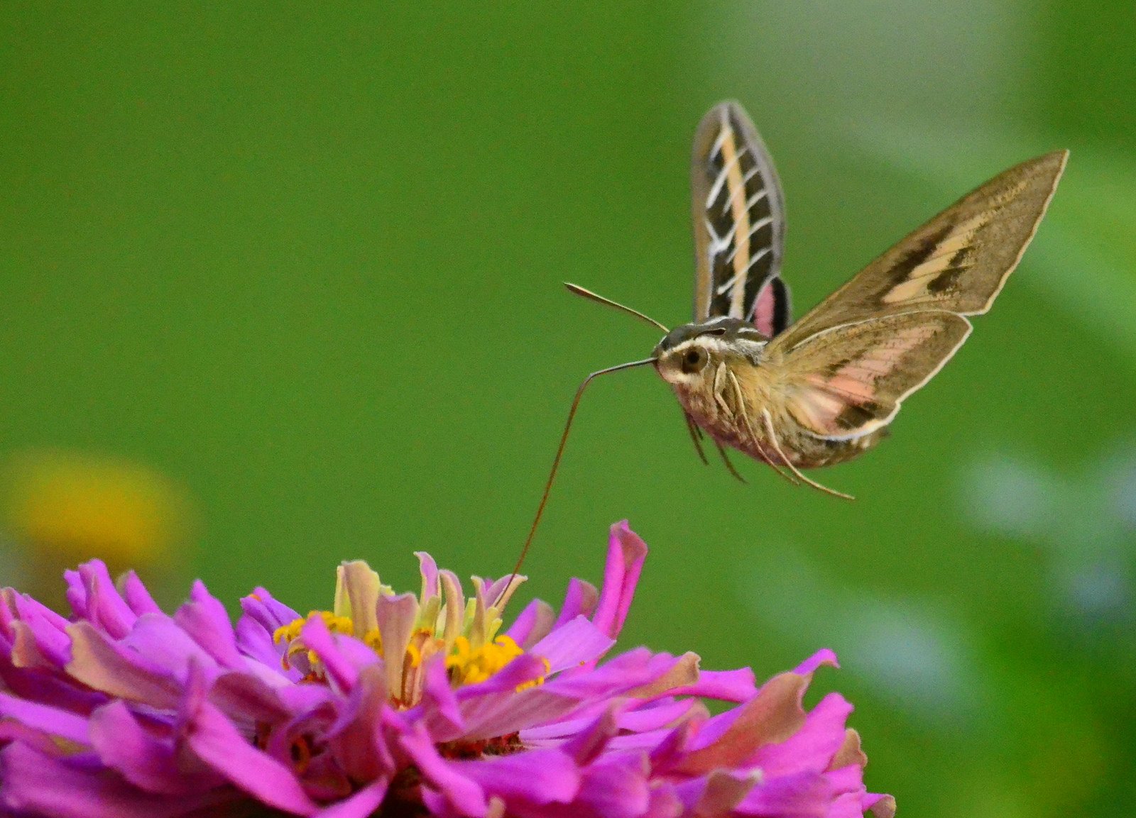 Flying above a bright-pink zinnia, a multicolored moth takes a sip of nectar.