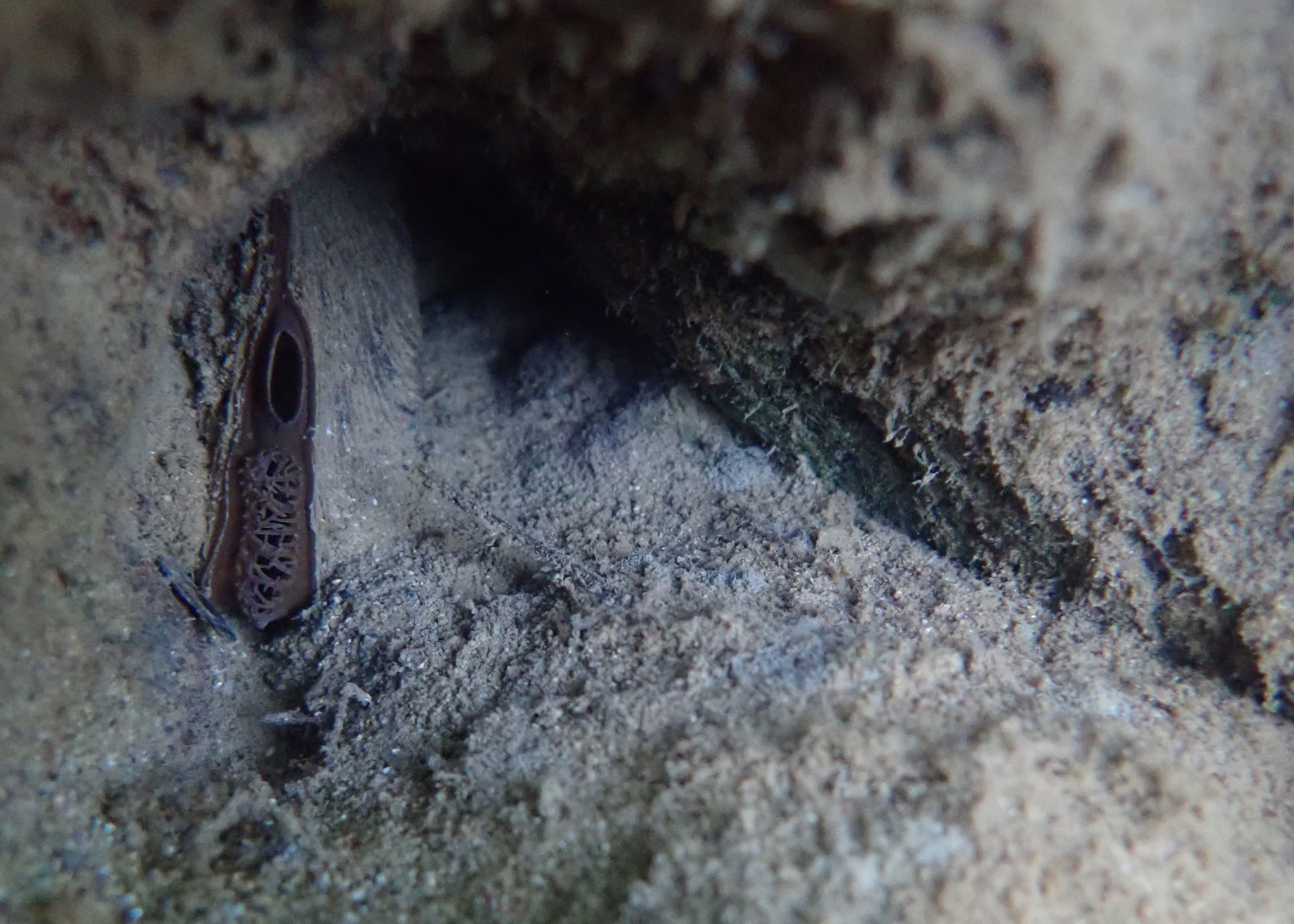 A freshwater mussel tucked between rocks. The mussel is slightly open, showing the mass of fingerlike projections that cover the hole where it sucks in river water.