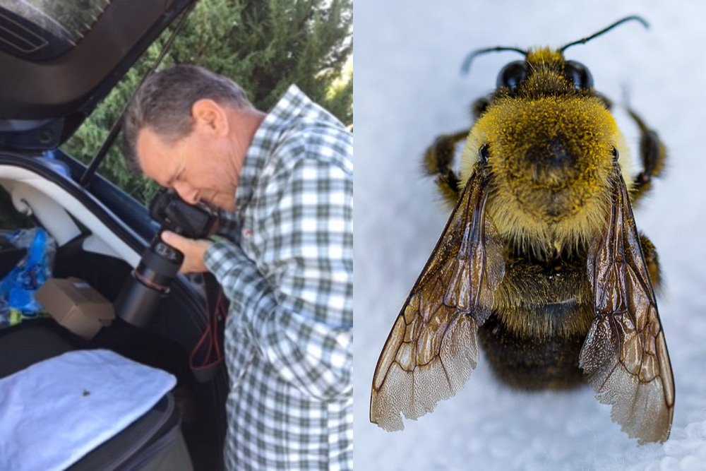This two-panel image shows a man on the left, peering at a small object on a blanket in the open back of his SUV through a camera with a large lens. On the right is a close-up image of a fuzzy bumble bee on the same blanket.