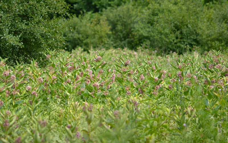 field of milkweed