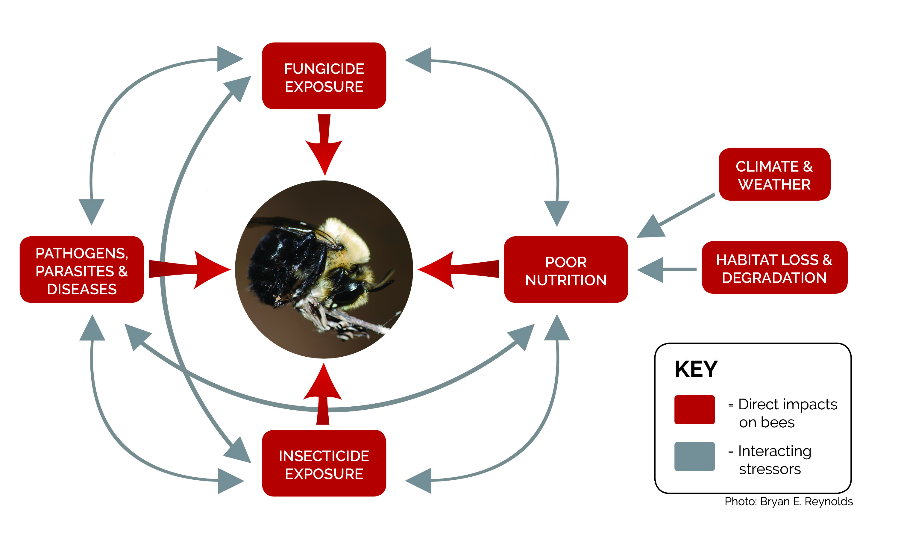 This diagram shows various interacting stressors that can impact bees and other pollinators, including fungicides.