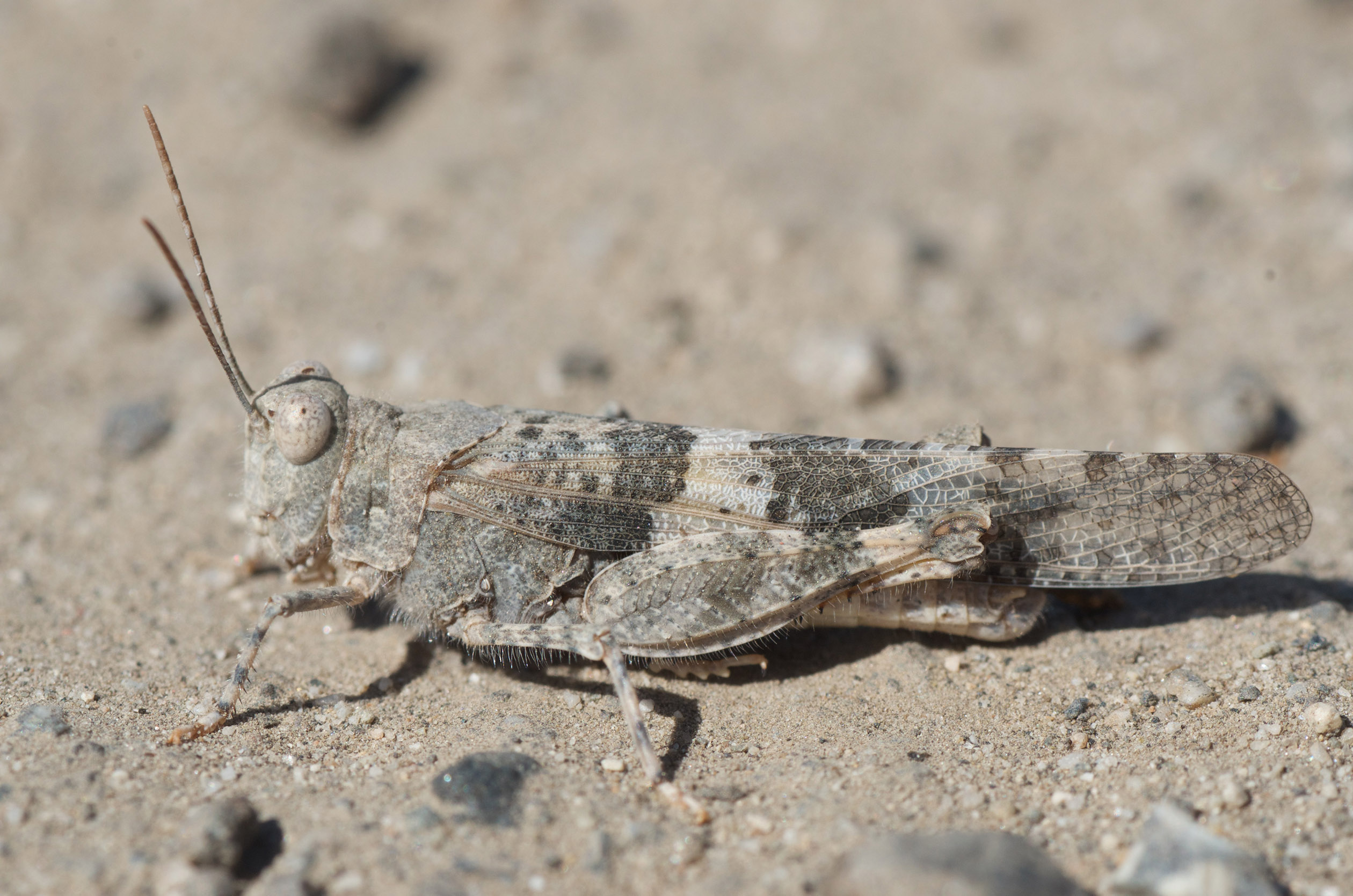 The pale brown mottled colors of this grasshopper blend well with the bare soil