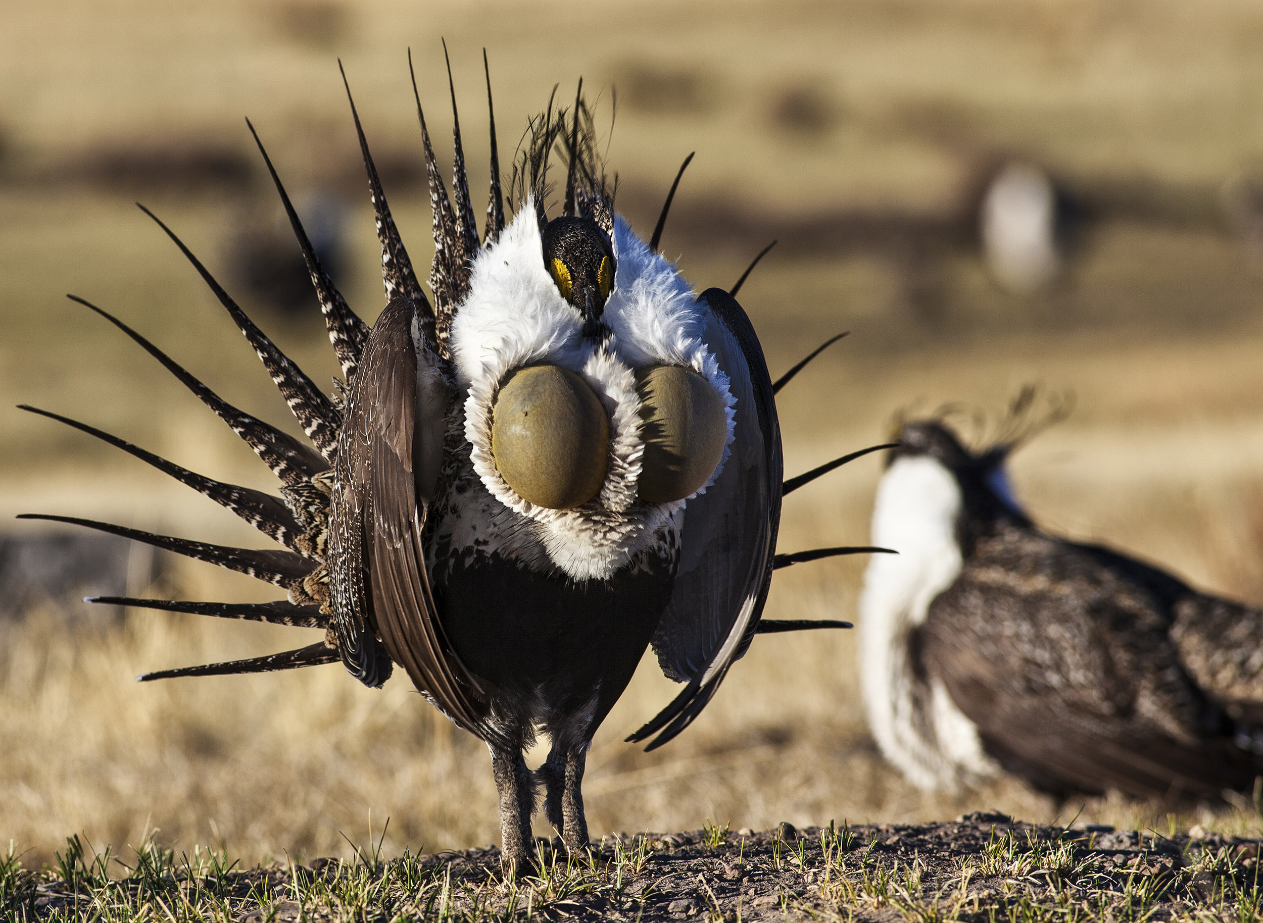 A greater sage-grouse in full mating display with it's throat sacs inflated and tail feathers held high