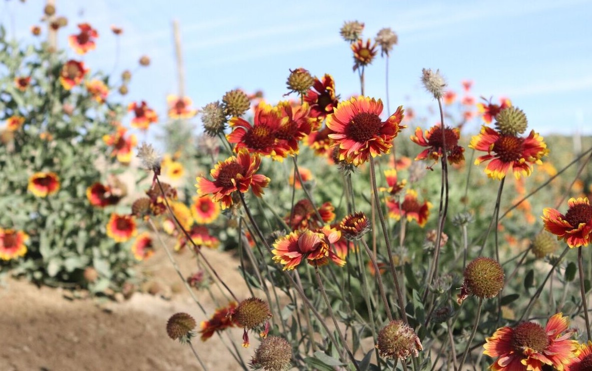 Red coreopsis flowers stand out against a blue sky.