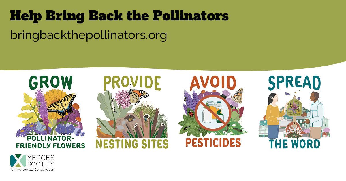 Social media graphic titled “Help Bring Back the Pollinators” with the URL bringbackthepollinators.org. Four illustrated actions are shown: grow pollinator-friendly flowers, provide nesting sites, avoid pesticides, and spread the word. The graphic includes pollinators, native plants, nesting materials, people with a pollinator habitat sign, and the Xerces Society logo